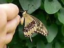 Ornythion Swallowtail - Hodges#4174 - photo 4