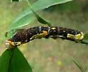 Ornythion Swallowtail - Hodges#4174 - photo 5