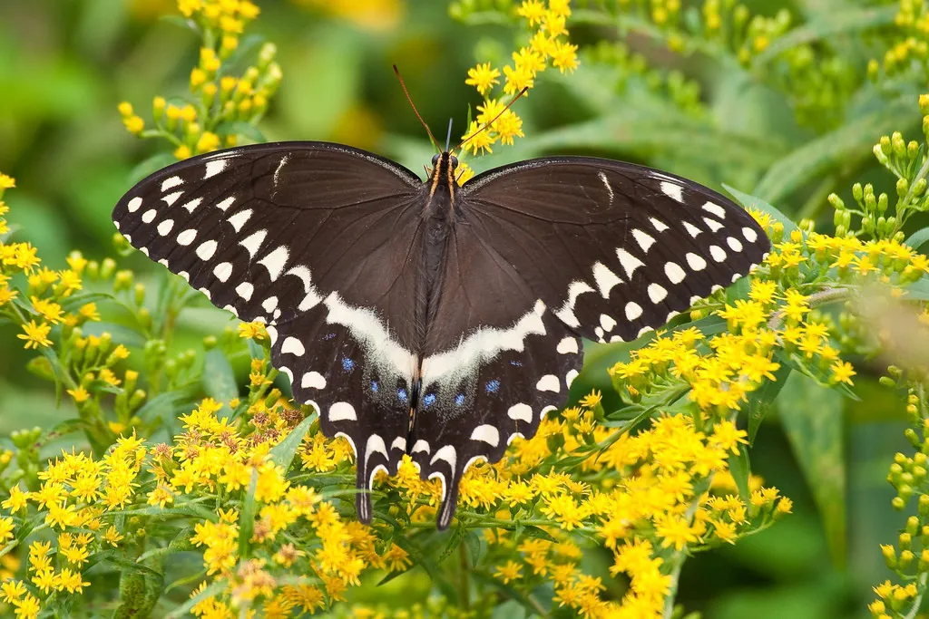 Palamedes Swallowtail - photo 2