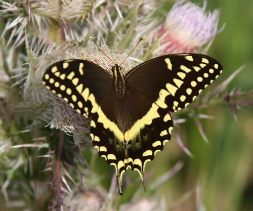 Palamedes Swallowtail - photo 5