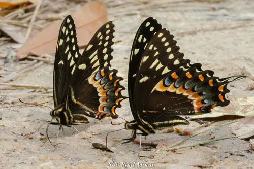 Palamedes Swallowtail - photo 6