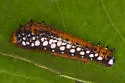 Three-tailed Swallowtail - Hodges#4180