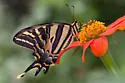 Three-tailed Swallowtail - Hodges#4180 - photo 3