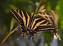 Three-tailed Swallowtail - Hodges#4180 - photo 4