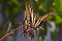 Three-tailed Swallowtail - Hodges#4180 - photo 5