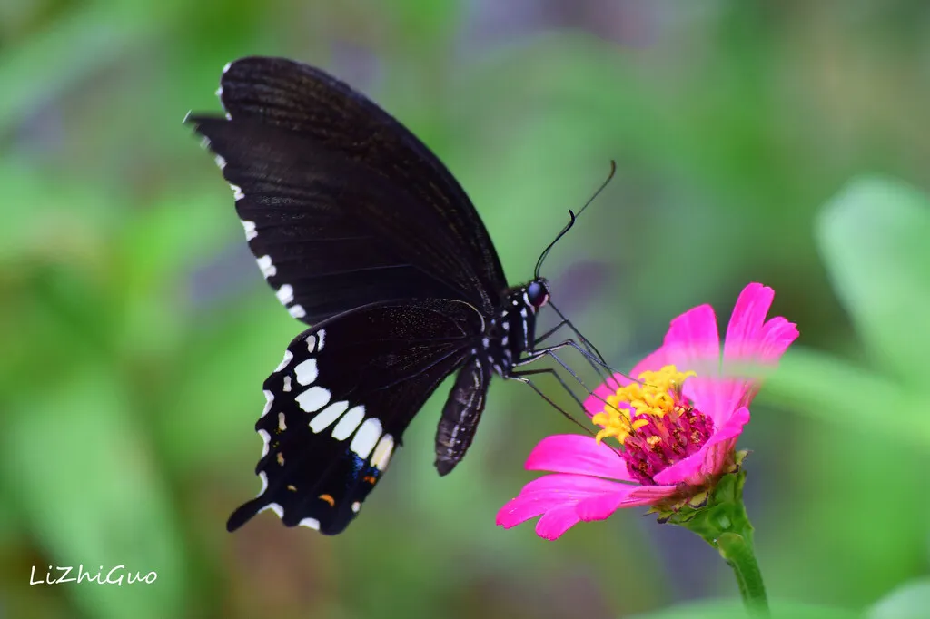 Common Mormon Swallowtail - photo 2