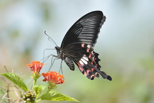 Common Mormon Swallowtail - photo 5