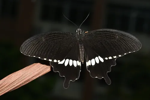 Common Mormon Swallowtail - photo 6
