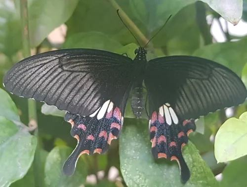 Common Mormon Swallowtail - photo 7