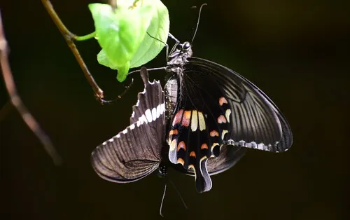 Common Mormon Swallowtail - photo 8