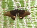 Pink-spotted Swallowtail - Hodges#4183.1