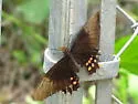 Pink-spotted Swallowtail - Hodges#4183.1 - photo 2