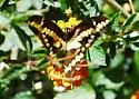 Western Giant Swallowtail - Hodges#4170.1