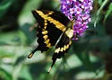 Western Giant Swallowtail - Hodges#4170.1 - photo 2