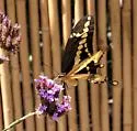 Western Giant Swallowtail - Hodges#4170.1 - photo 3