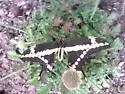 Western Giant Swallowtail - Hodges#4170.1 - photo 4