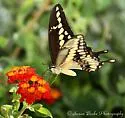 Western Giant Swallowtail - Hodges#4170.1 - photo 5