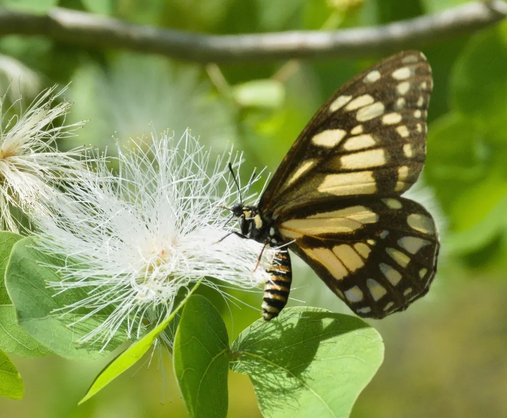 Swallowtails, Parnassians - photo 2
