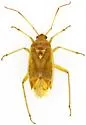Pappus scutellatus - Pappus scutellatus