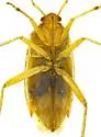Pappus scutellatus - photo 4