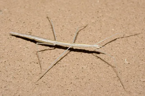 Colorado Short-horn walkingstick