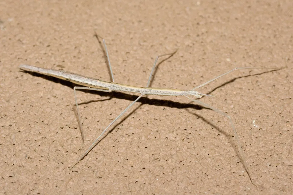 Colorado Short-horn walkingstick - photo 2