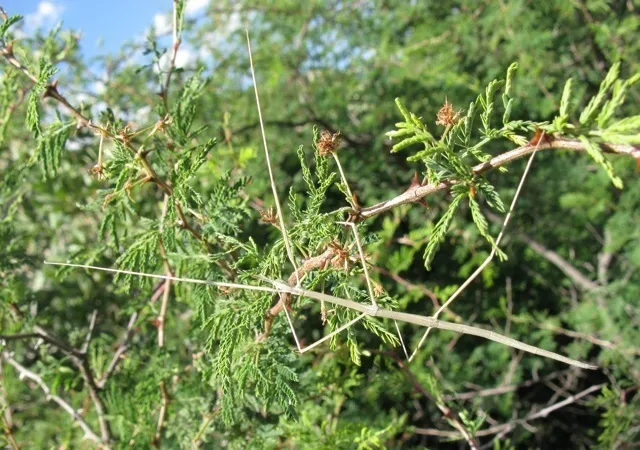 Western Short-horn Walkingstick