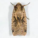 Parabagrotis cupidissima - Hodges#11047.3