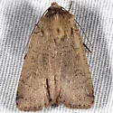 Parabagrotis cupidissima - Hodges#11047.3 - photo 2