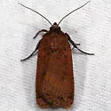 Parabagrotis cupidissima - Hodges#11047.3 - photo 3