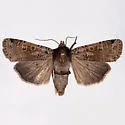 Parabagrotis cupidissima - Hodges#11047.3 - photo 4