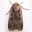 Parabagrotis exsertistigma - Hodges#11047