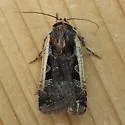 Parabagrotis exsertistigma - Hodges#11047 - photo 3