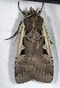 Parabagrotis exsertistigma - Hodges#11047 - photo 4