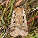 Parabagrotis formalis - Hodges#11047.1 - photo 2
