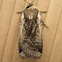 Parabagrotis formalis - Hodges#11047.1 - photo 3