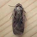 Parabagrotis formalis - Hodges#11047.1 - photo 4