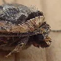 Parabagrotis formalis - Hodges#11047.1 - photo 5