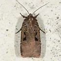 Parabagrotis insularis - Hodges#11048