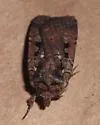 Parabagrotis insularis - Hodges#11048 - photo 2