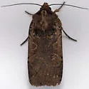 Parabagrotis insularis - Hodges#11048 - photo 3