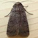Parabagrotis insularis - Hodges#11048 - photo 4