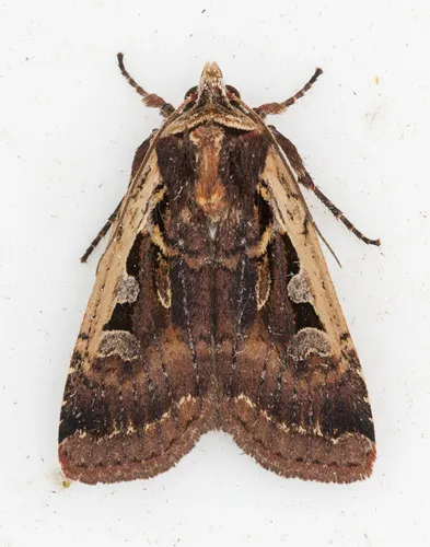 Parabagrotis sulinaris - Hodges#11047.2