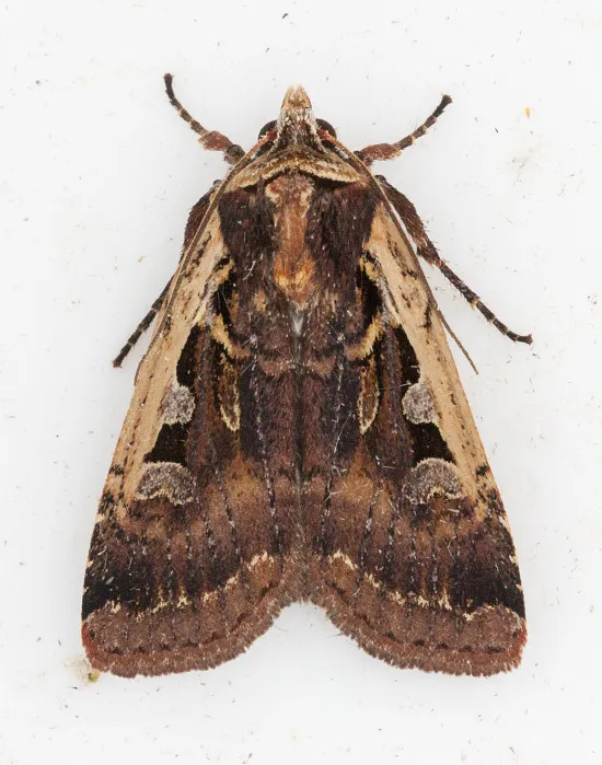 Parabagrotis sulinaris - Hodges#11047.2 - photo 2