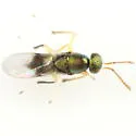 Parablastothrix nearctica