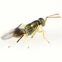Parablastothrix nearctica - photo 2