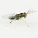 Parablastothrix nearctica - photo 3
