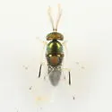 Parablastothrix nearctica - photo 4