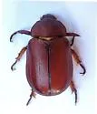 Parabyrsopolis chihuahuae - photo 2