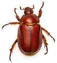 Parabyrsopolis chihuahuae - photo 3